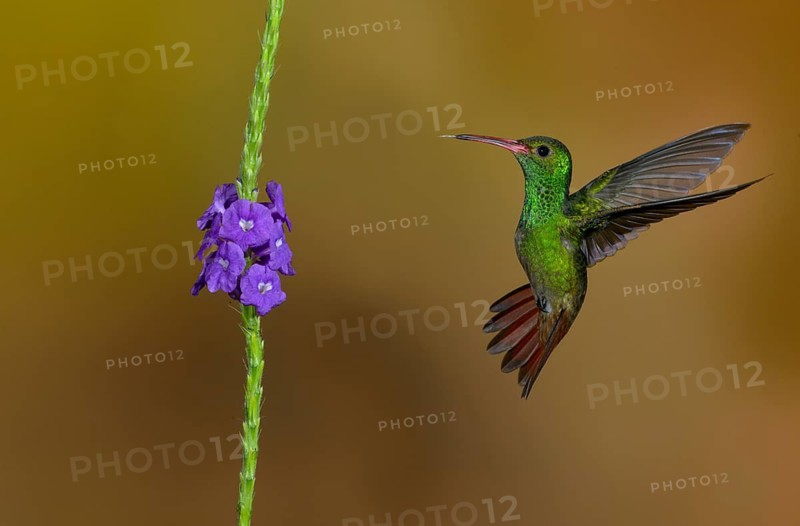 Rufous-tailed Hummingbird (Amazilia tzacatl) at the Nature Pavilion in La Virgen, Costa Rica
