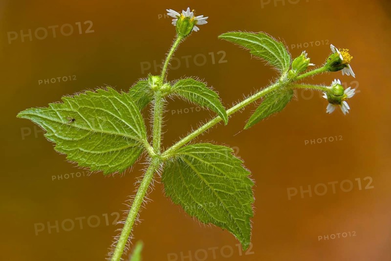 Asteraceae, hairy button herb, French herb, galinsoga ciliata, galinsoga quadriradiata, button herb, daisy, Peruvian daisy, shaggy French herb, flora, hairy galinsoga, plants, plants, shaggy soldier