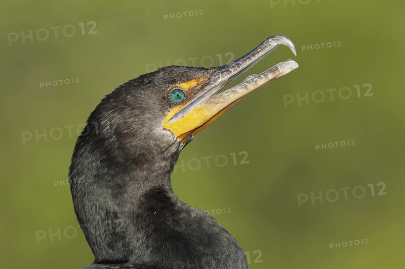Double-crested Cormorant (Phalacrocorax auritus), Florida, USA