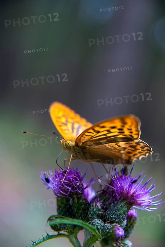 Argynnis paphia, imperial mantle, silver-washed fritillary, butterfly, high size, portrait format, insects, butterflies, butterflies, butterflies