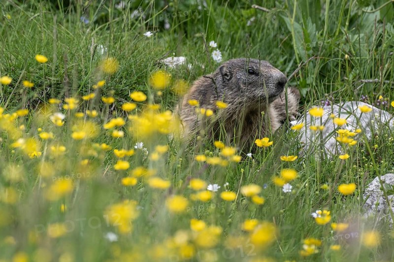 Marmot (Marmota marmota), Monte Baldo, Veneto, Italy