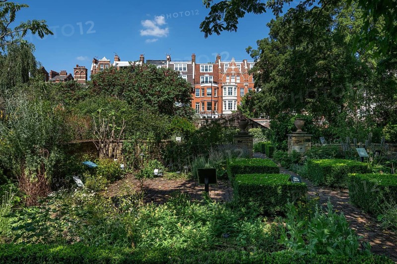Victorian townhouses on Royal Hospital Road, in front of that beds and gardens Chelsea Physic Garden, historic botanical garden, oldest botanical garden in London, founded in 1673 by the Worshipful Society of Apothecaries, Chelsea, England, Great Britain, Great Britain