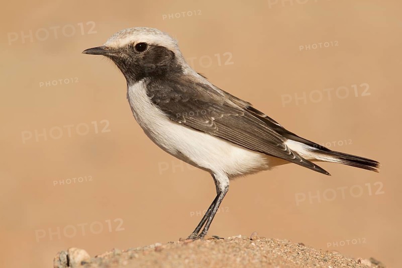 Mourning Wheatear (Oenanthe lugens) female, Morocco