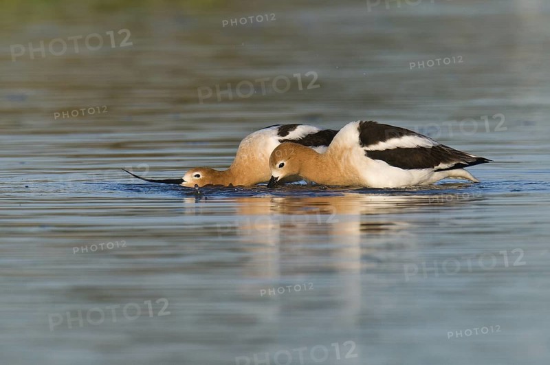American Avocet (Recurvirostra americana), Arizona, USA