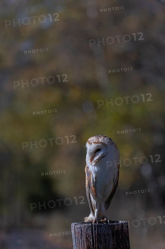 One barn owl (Tyto alba) sitting on a fence post in late evening light. Some fall foliage in the background