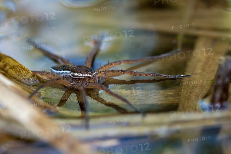 Dolomedes Fimbriatus, ridged hunting spider, Jesus spider, list spider, raft spider, spiders, spiders