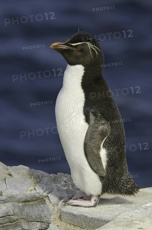 Southern Rockhopper Penguin (Eudyptes chrysocome), Falkland Islands