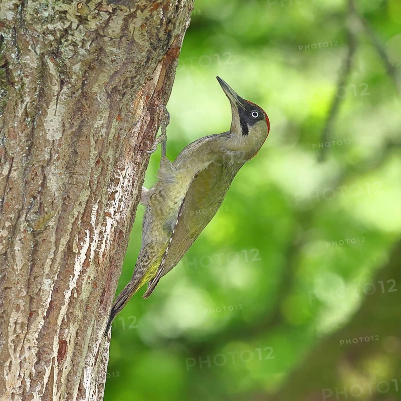 Green Woodpecker (Picus viridis) – a female at her nesting hole in an old oak tree, wildlife, woodpeckers, Eurasian Green Woodpecker, nature photography, spring, Wilnsdorf, North Rhine-Westphalia, Germany
