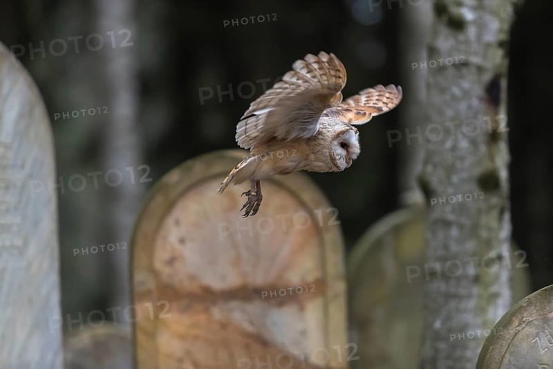 One barn owl (Tyto alba) flying on a historic graveyard in a forest between the gravestones. Green vegetation in the background