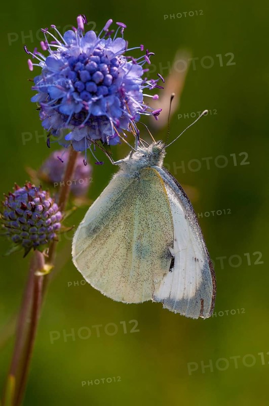 Small cabbage white, Pieris Rapae, small white, butterfly, high size, portrait format, insects, butterfly, butterflies, butterflies, whites