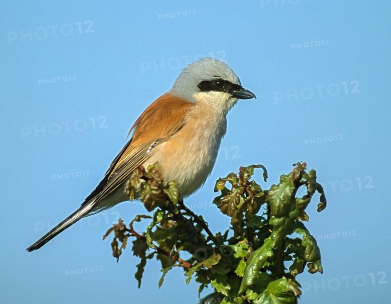 Lanius Collurio, red-backed shrike, redback shrike, birds, leo, male, passeri, songbirds, songbirds, birds, shrikes