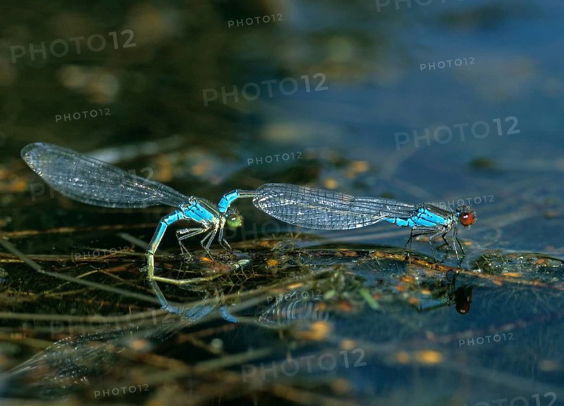 Erythromma viridulum, small pomegranate eye, small red-eyed damselfly, couple, damselflies, dragonflies, egg deposition, egg laying, female, insects, dragonflies, male, odonata, mating chain, female, zygoptera