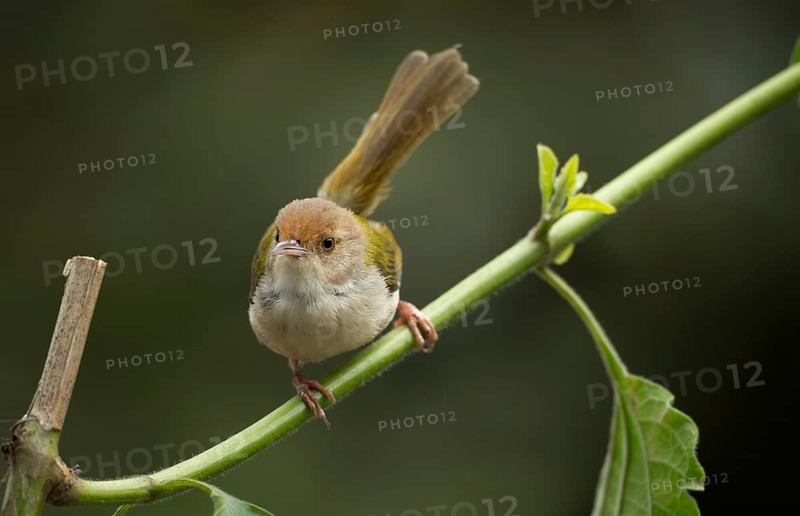 Common Tailorbird (Orthotomus sutorius) perched in a leafy tree, Sreepur, Gazipur, bangladesh