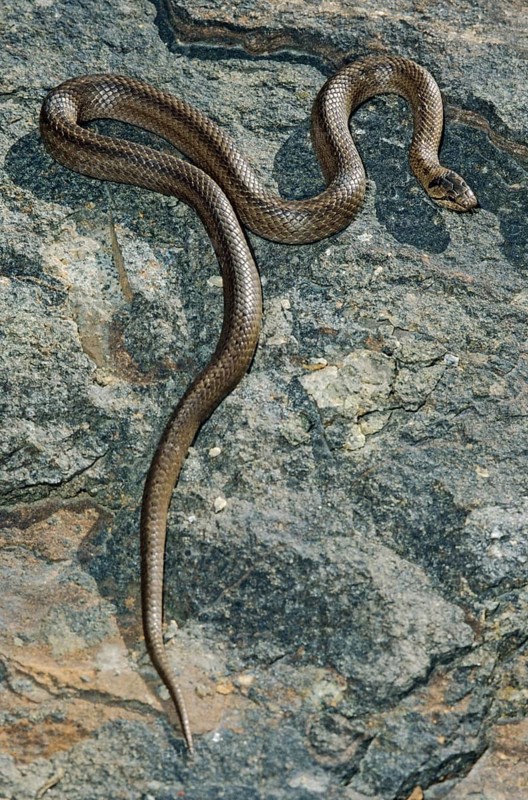 Coronella Austriaca, Black Snake, Smooth Snake, Critters, FFH, Reptilia, Reptiles, Snakes, Snakes
