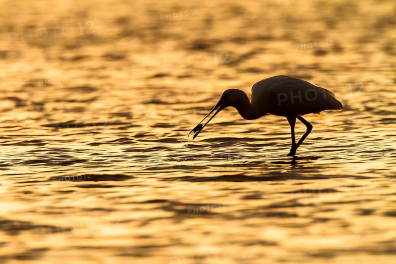 Eurasian Spoonbill (Platalea leucorodia), Castile-La Mancha, Spain
