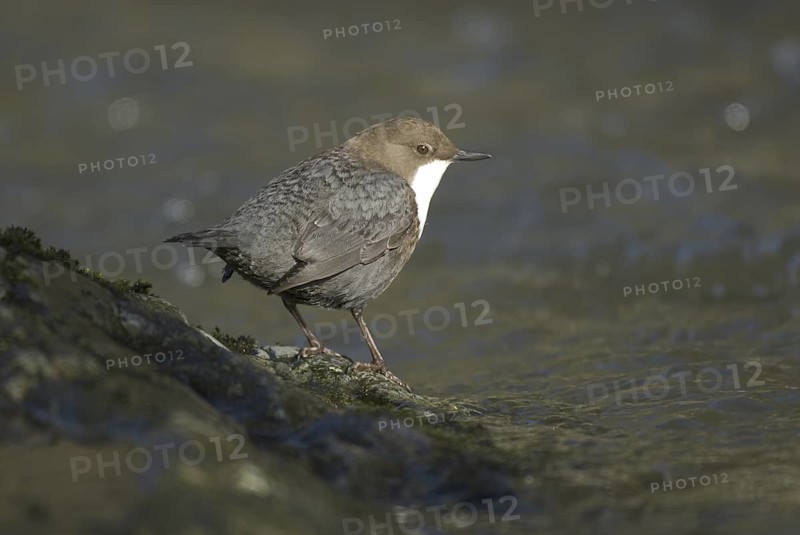 White-throated Dipper (Cinclus cinclus), Saxony, Germany