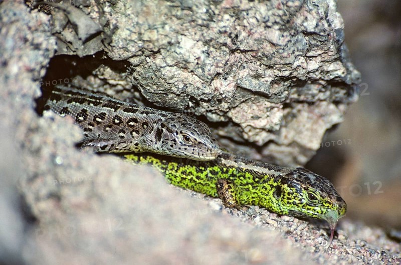 Lacerta agilis, sand lizard, sand lizard, critters, lizards, lizards, female, FFH, reptiles, lizards, male, reptilia, reptiles, female