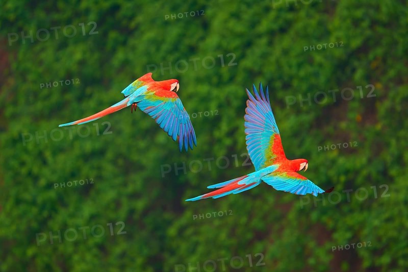 Two red and blue macaws flying leisurely over a dense green forest, Green-winged Macaw, or Dark Scarlet macaw (Ara chloroptera), Buraco Das Araras, Bonito, Pantanal, Brazil