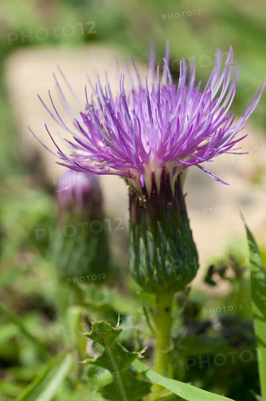 Asteraceae, Cirsium acaule, daisy, stemless thistle, thistle, dwarf thistle, flora, high size, portrait, thistle, plants, plants, stemless thistle