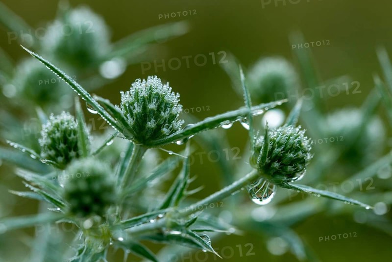Apiaceae, umbellites, eryngium campestre, field man litter, common fallow thistle, man litter, thistle, rolled thistle, field eryngo, flora, plants, plants