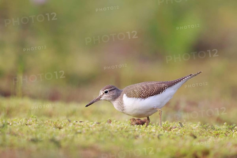 Common Sandpiper (Actitis hypoleucos) foraging, North Rhine-Westphalia, Germany