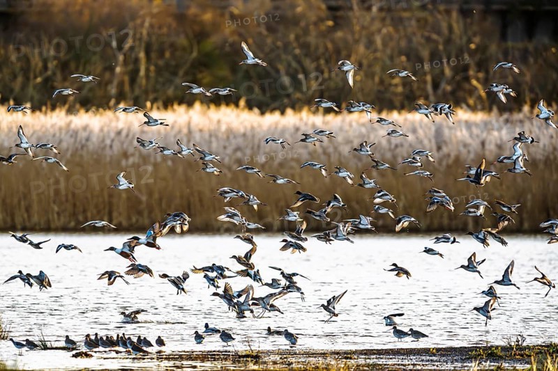 Black-tailed Godwits, Limosa limosa, birds in flight over marshes, Devon, England, United Kingdom