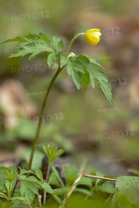 Anemone ranunculoides, yellow anemone, buttercup anemone, plants, plants, yellow anemone, plants, yellow anemone, yellow wood anemone
