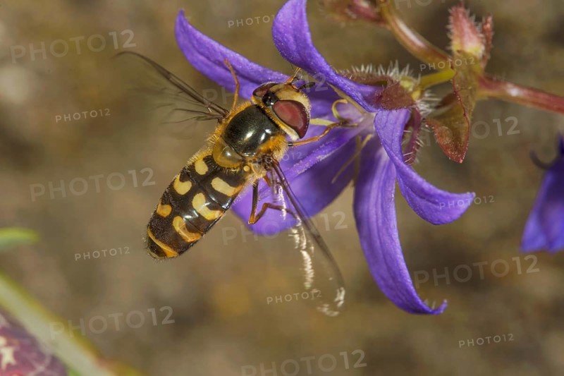 A female early broad-fronted hoverfly (Scaeva selenitica) feeds on a hanging cushion bellflower, which stands in stark contrast to her body, Baden-Württemberg, Germany