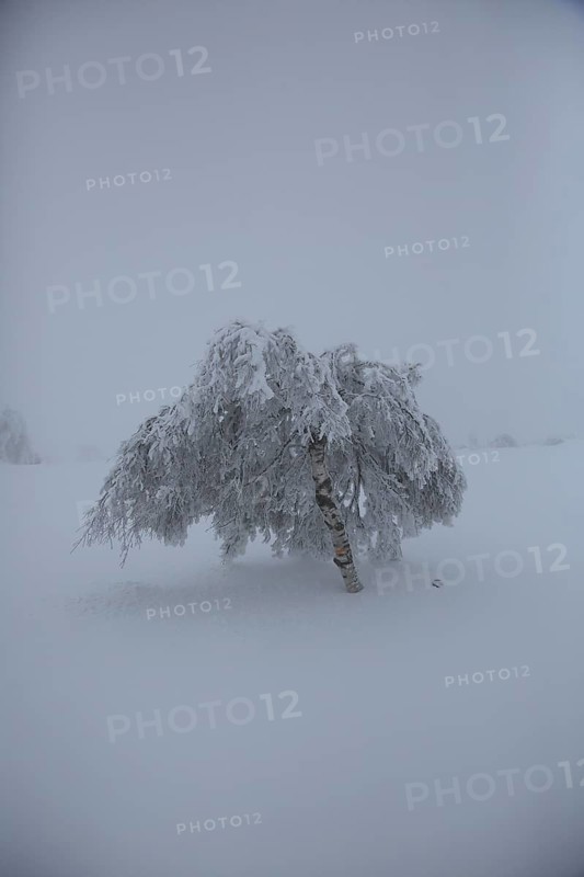 A lonely tree, completely covered with snow, in a foggy, wintry landscape, snowy trees against a white sky, Black Forest, Baden-Württemberg, Germany