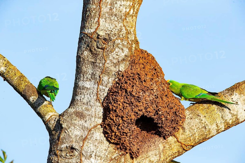 Peach-fronted conure (Aratinga aurea) Pantanal Brazil