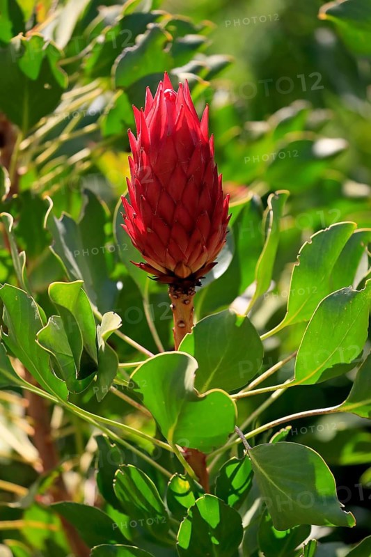 King Protea (Protea cynaroides), flower, flowering, flower, in spring, Kirstenbosch Botanical Gardens, Cape Town, South Africa