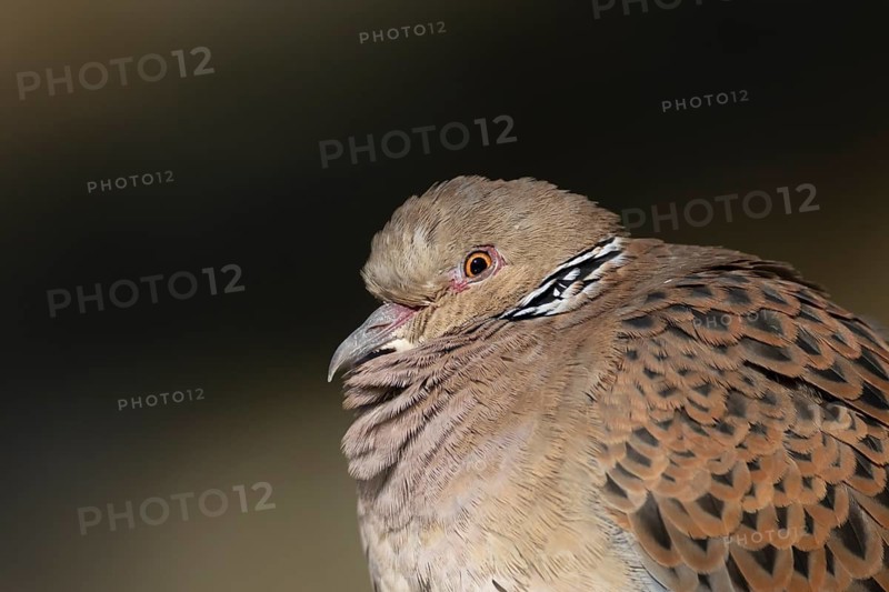 European turtle dove (Streptopelia turtur) adult bird head portrait, England, United Kingdom