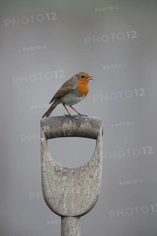 European robin (Erithacus rubecula) adult garden bird singing on a fork handle in spring, Suffolk, England, United Kingdom
