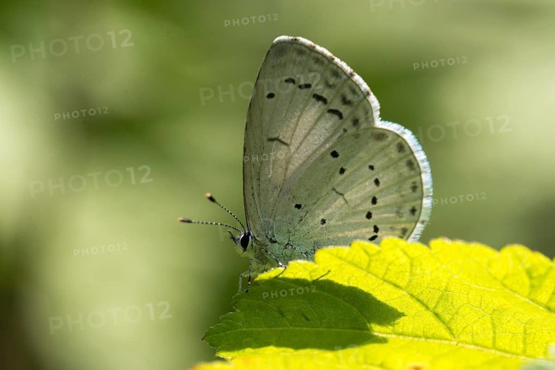 Celastrina argiolus, buckthorn blue, holly blue, blue, butterfly, insects, butterfly, butterflies, butterflies, butterflies