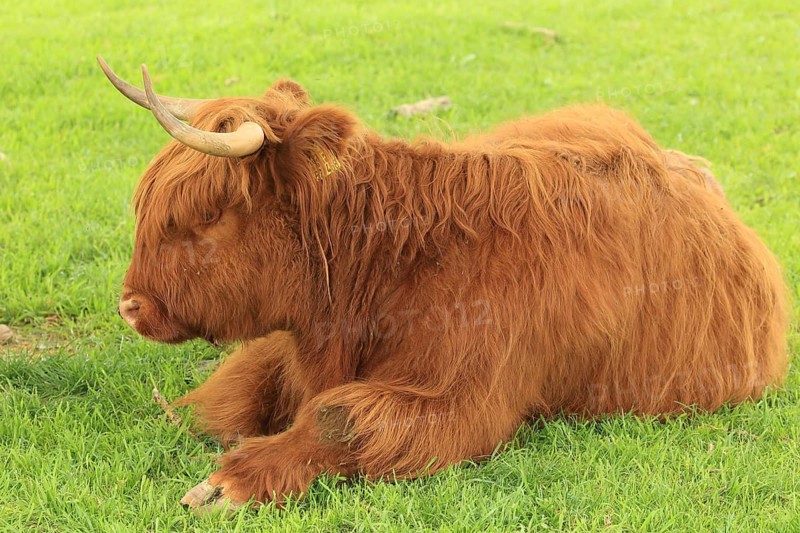 A Highland cow with a reddish-brown coat and horns lies relaxed in a green meadow, Highland cattle (Bos taurus), a bull in a pasture, Baden-Württemberg, Germany