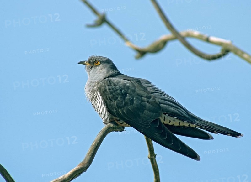 Cuckoo, Cuculus Canorus, Cuckoo, Birds, Leo, Passeri, Songbirds, Birds