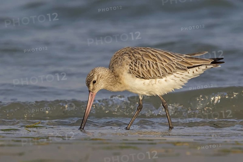 Bar-tailed godwit, (Limosa lapponica), foraging, waters, biotope, animals, birds, snipe, Barr Al Hikman, Al Ghidin, Al Wusta, Oman
