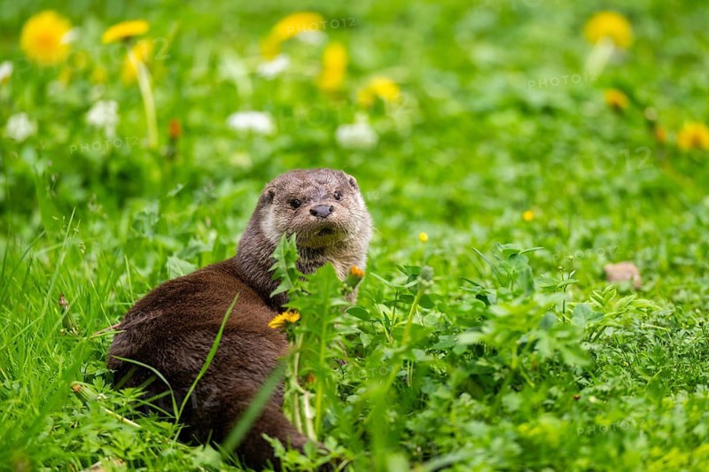 Eurasian otter (Lutra lutra) on a meadow, Bavaria, Germany