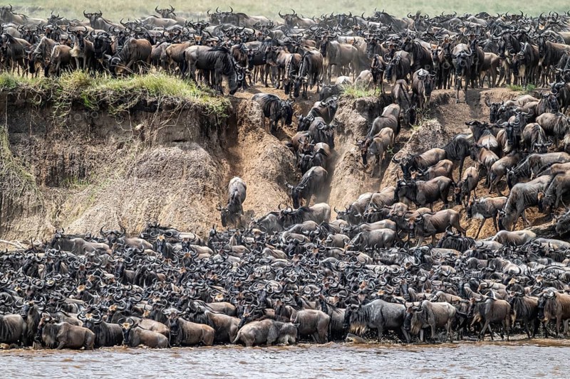 The Great Migration, huge herds of wildebeest (Connochaetes taurinus) just in front of crossing the Mara River, panic, Serengeti, Tanzania