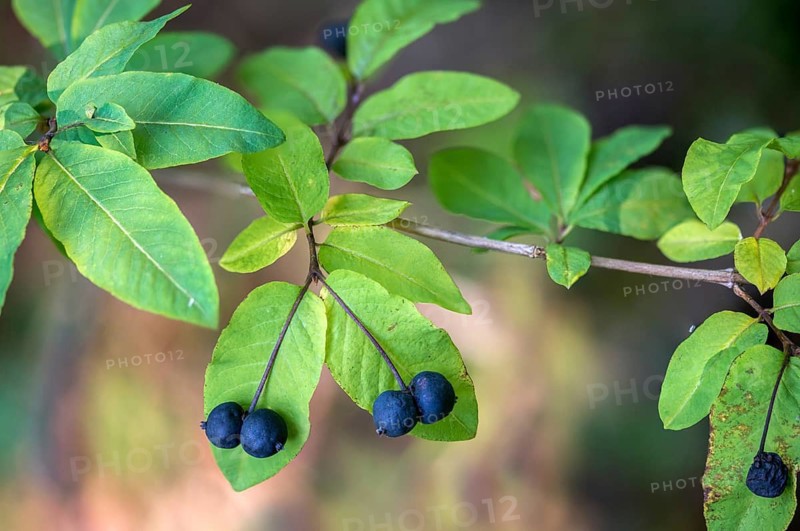 Caprifoliaceae, honeysuckle family, honeysuckle, black honeysuckle, flora, lonicera nigra, plants
