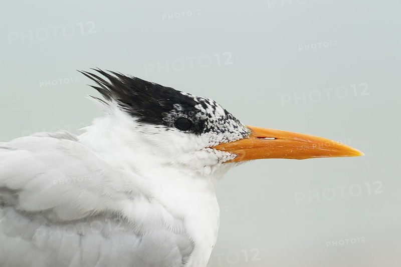 Royal Tern (Thalasseus maximus), Florida, USA