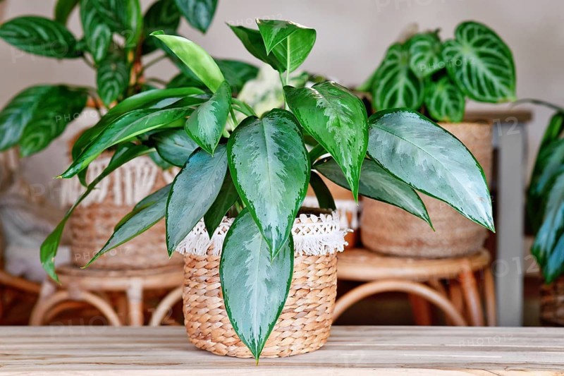 Aglaonema Silverado Chinese Evergreen houseplant in boho style basket in cozy living room with many indoor plants in background. Urban jungle home decor