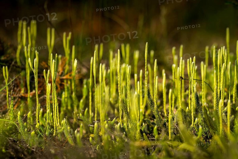 Bearlops, Vascular Plants, Clubbearlop, Lycopodiaceae, Lycopodium Clavatum, Tracheophyta, Wolfclaw, Bearlop, Flora, Ground Pine, Plants, Running Clubmoss, Stag's-Horn Clubmoss, Stag's-Horn Clubmoss