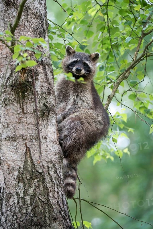 Carnivora, procyon lotor, raccoon, predators, raccoon, high size, portrait format, mammals, raptors, mammals