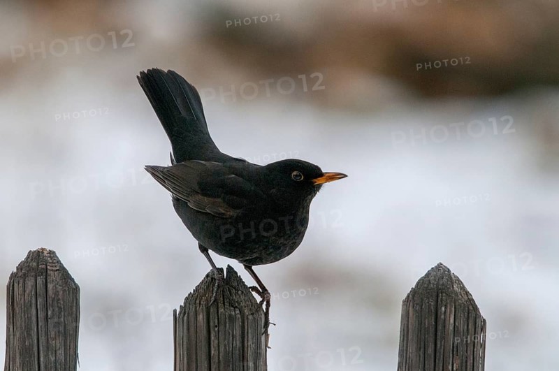 Blackbird, turdus merula, birds, garden, garden, garden fence, passeri, songbirds, songbirds, birds, winter