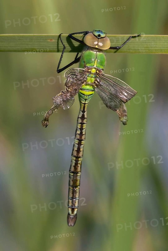 Anax Imperator, Blue Emperor Dragonfly, Large King's Libel, Abnormal, Anisoptera, Bulgaria, Damselflies, Dragonflies, Freshly Hatched, High Size, Portrait Format, Imago, Insects, Leo, Dragonflies, Odonata
