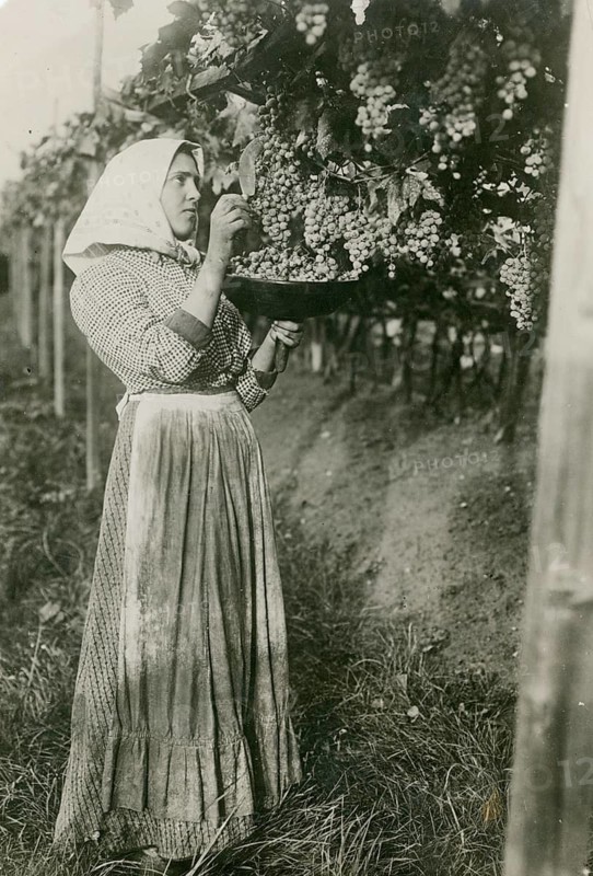France, grape grape harvest, girl, poverty, A woman harvesting grapes from a vine, Philipp Kester, around 1906