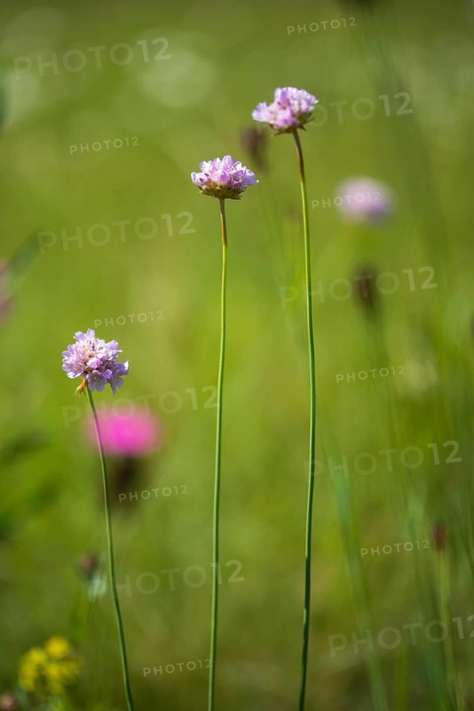 Armeria maritima subsp. elongata, grass clove, plumbaginaceae, sandgrass clove, flora, high size, vertical format, plants, plants