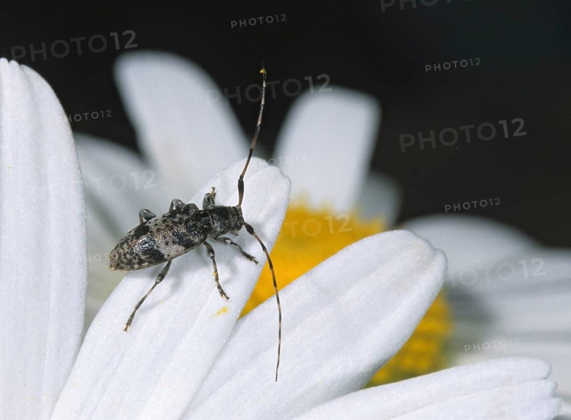 Black-clouded longhorn beetle, brown-gray hardwood buck, brown-gray sapwood beetle, Leiopus nebulosus, fog spot buck, beetle, longhorn beetle, insects, beetles