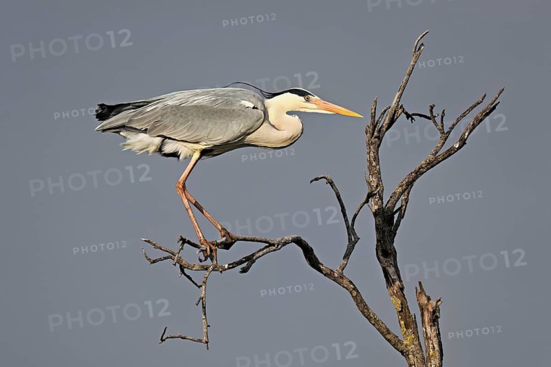 Grey heron (Ardea cinerea), perched on a branch, Camargue, southern France, France